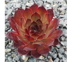 Sempervivum ROCK BRONZE