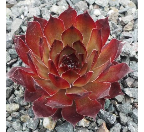 Sempervivum ROCK BRONZE