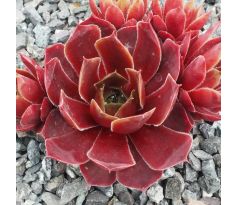 Sempervivum PACIFIC GREEN SLEEVES