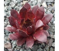 Sempervivum PACIFIC WILD WINE