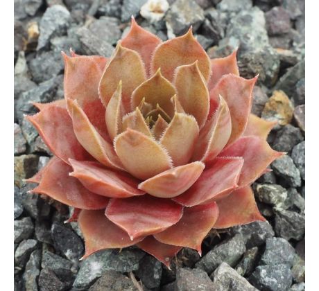 Sempervivum RITA`S ROSE