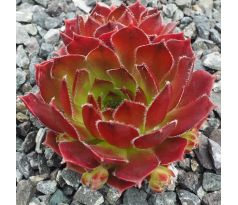 Sempervivum SIOUX