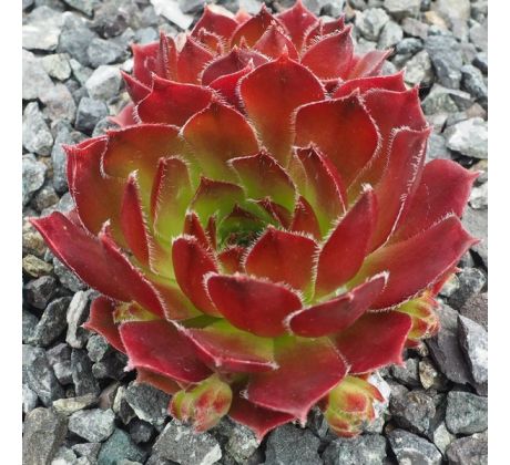 Sempervivum SIOUX