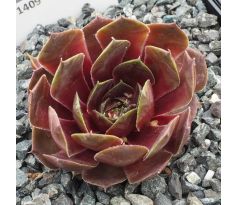 Sempervivum EL TORO