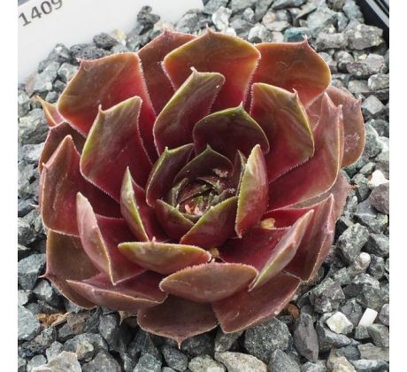 Sempervivum EL TORO