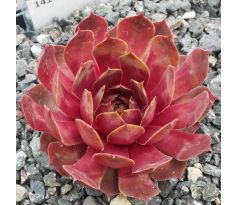 Sempervivum GALLIVARDA