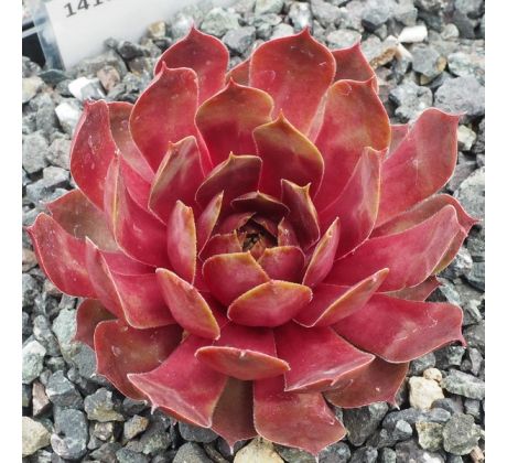 Sempervivum GALLIVARDA