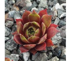 Sempervivum SHAWNEE