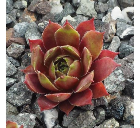 Sempervivum SHAWNEE