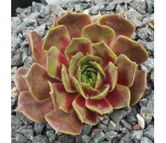 Sempervivum MOUNT HOOD