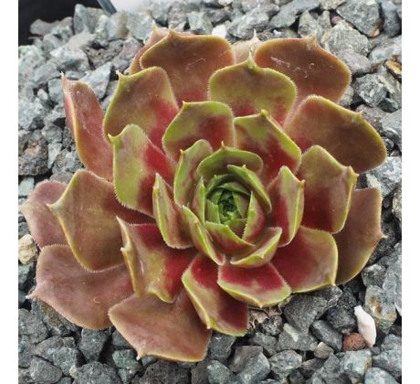 Sempervivum MOUNT HOOD