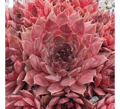 Sempervivum COUNTRY RED