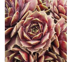 Sempervivum PURPLE QUARTZ