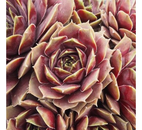 Sempervivum PURPLE QUARTZ