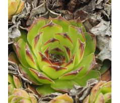 Sempervivum TECTORUM