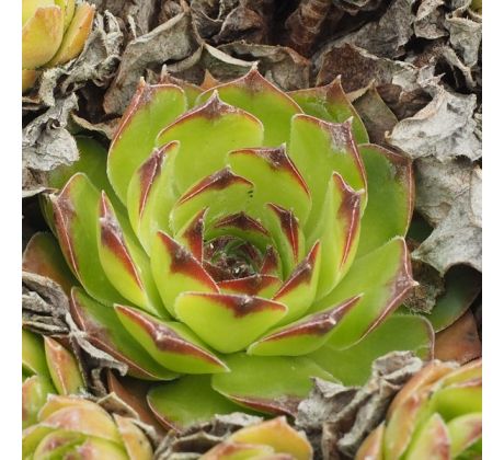 Sempervivum TECTORUM