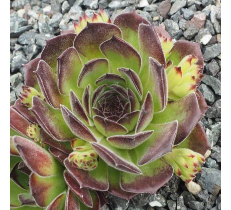 Sempervivum MELANIE