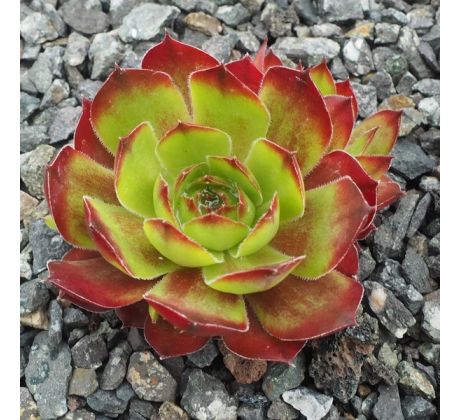 Sempervivum FESTIVAL