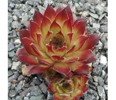 Sempervivum FLASHER