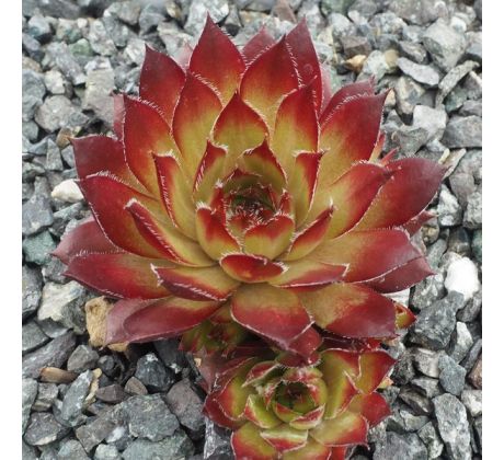 Sempervivum FLASHER