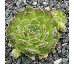 Sempervivum BLUSH