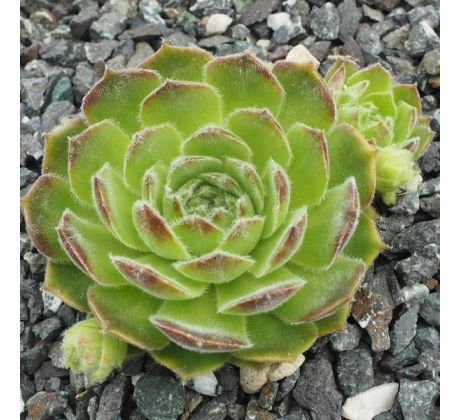 Sempervivum BLUSH