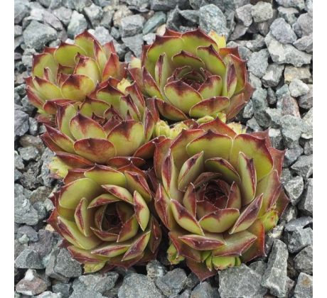 Sempervivum TITANIA