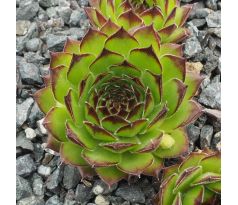 Sempervivum FEUERTEUFEL