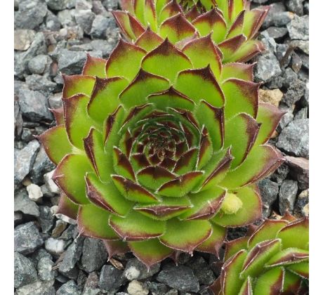 Sempervivum FEUERTEUFEL