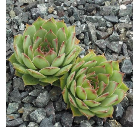 Sempervivum THAYNE