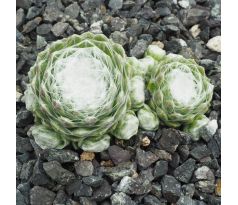 Sempervivum SILBERRING