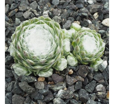 Sempervivum SILBERRING