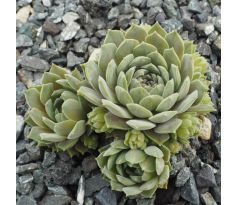 Sempervivum REGINAE AMELIAE