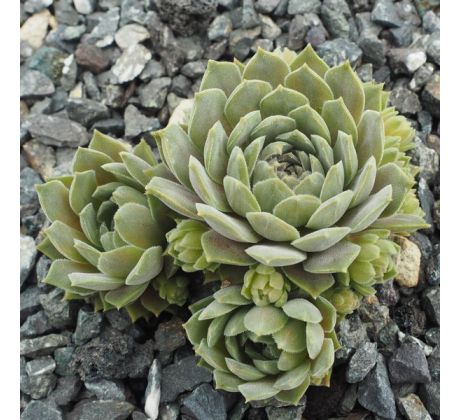 Sempervivum REGINAE AMELIAE