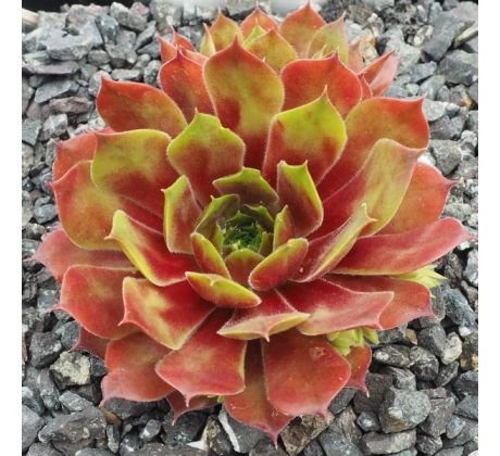 Sempervivum CORN STONE