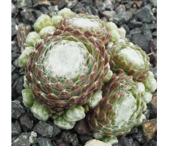 Sempervivum WEISSFILZ