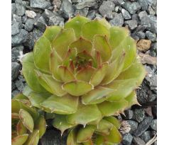 Sempervivum ANDINN BITRU