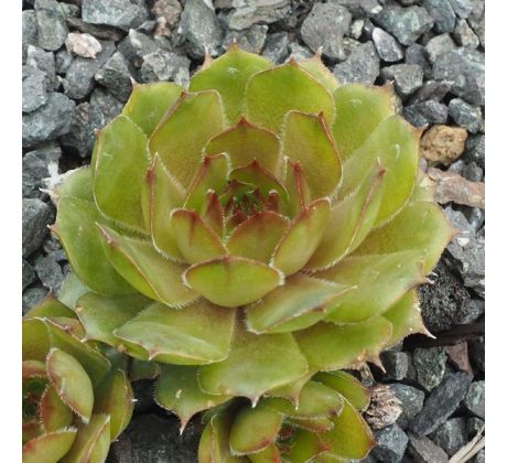 Sempervivum ANDINN BITRU