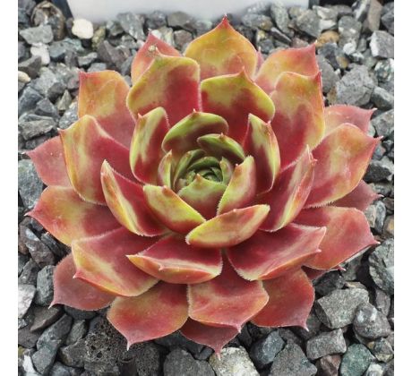 Sempervivum ANDINN LARAY