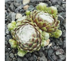 Sempervivum WISSKUGEL