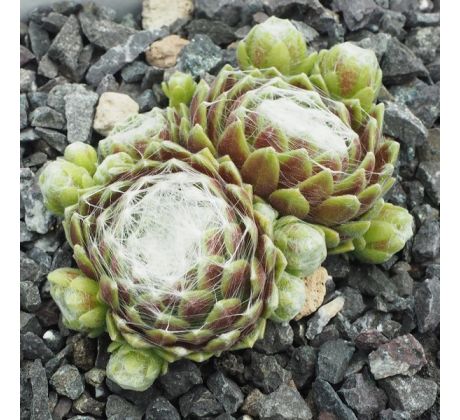 Sempervivum WISSKUGEL