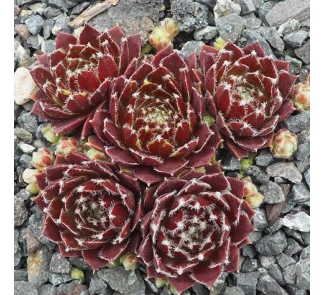 Sempervivum QVELLE DAME