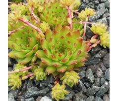 Sempervivum CAUCASIUM