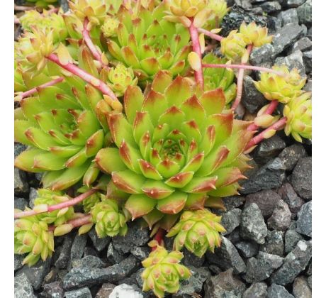 Sempervivum CAUCASIUM