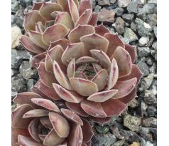 Sempervivum GREY OWL