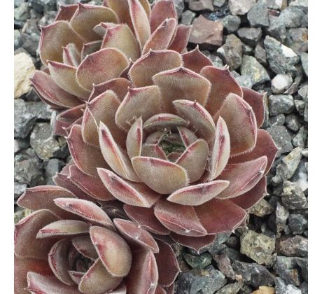 Sempervivum GREY OWL