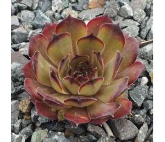 Sempervivum ANNA