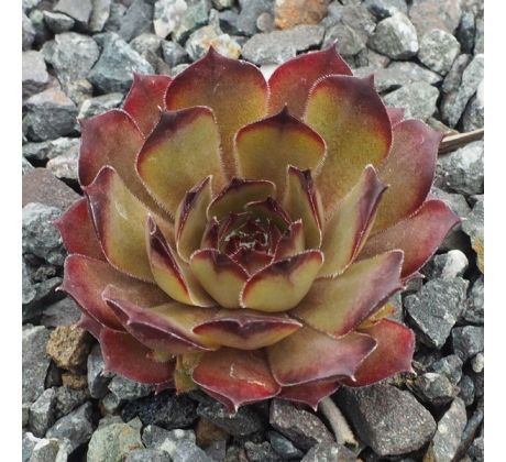 Sempervivum ANNA