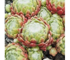 Sempervivum HAPPY