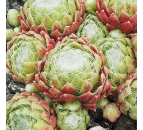 Sempervivum HAPPY